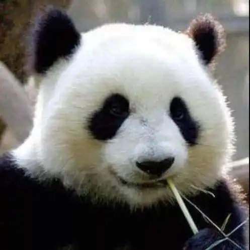  心疼,中国大熊猫竟惨遭退货马来西亚再不送走要被吃垮啦