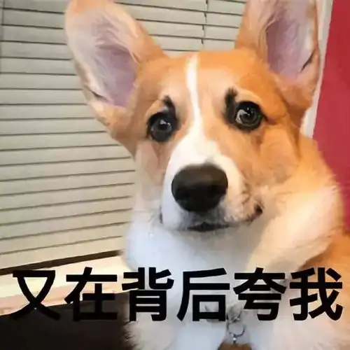  9月7日狼来了,阿尔法狼伴归途正式上映