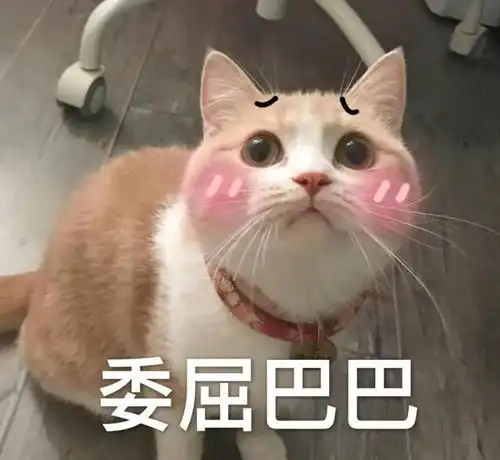  自从有了他俩之后,早晨叫醒我的不再是梦想,而是