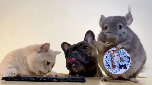  猫咪食物掉在桌子上被狗狗舔了一口,小猫嫌弃的表情好搞笑