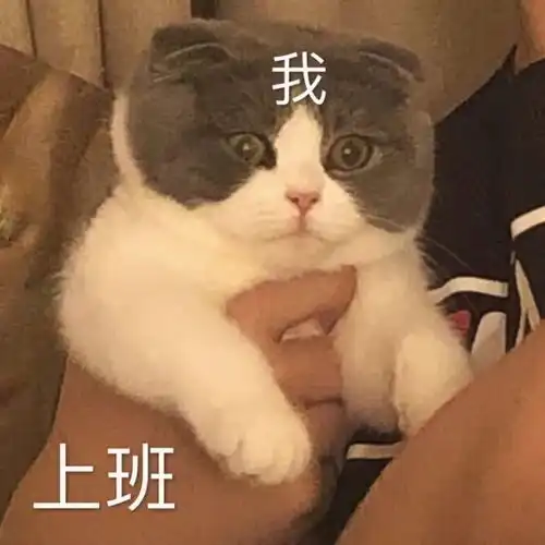  表情包杂七杂八斗图精选系列含动图20210904