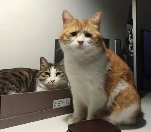  两只猫,主人只给做了一个床位抢床慢一步的橘猫表情感天动地