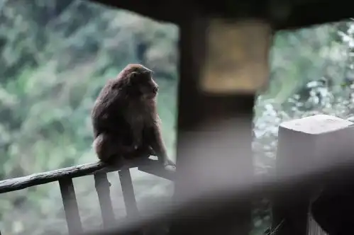  峨眉山猴就喜欢你的鬼灵精怪