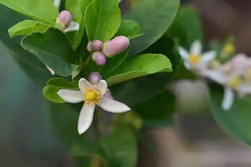  盆栽柠檬想要开花多结果多,做好了重要的几点,能收获满满