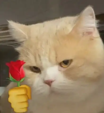 huh猫表情包动图红盘