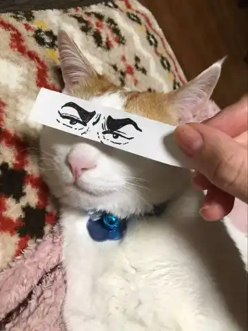  正经猫咪被二货主人带跑偏,睡觉也被恶搞成表情包