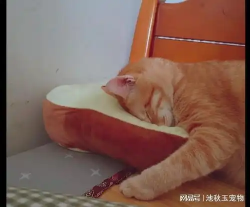 猫咪睡觉时是面朝下的,隔着屏幕都感受到窒息感,呼吸还通畅吗