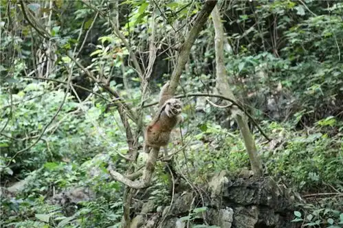 倭蜂猴表情包懒猴
