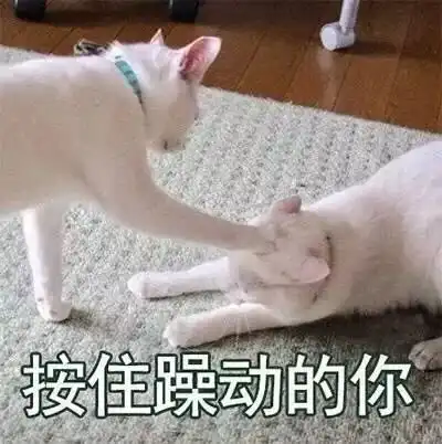 猫屎的表情包头像