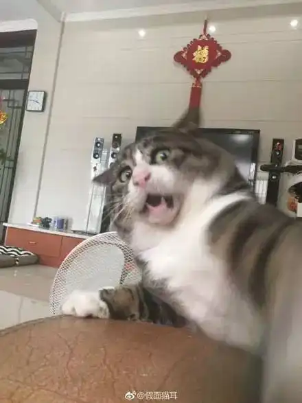  主人拍下逗猫时画面,第一张,我就直接喷饭了...