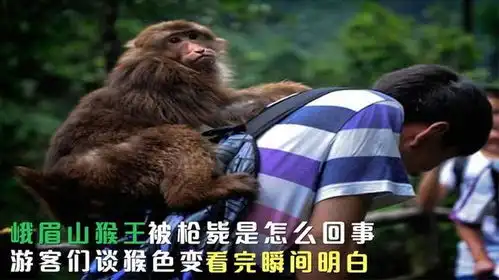  峨眉山猴王被枪毙是怎么回事游客们谈猴色变,看完瞬间明白