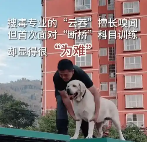  警犬首次过断桥吓出表情包,萌翻全网