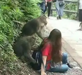  美女去爬峨眉山,走到一半就哭了,山上的猴子太任性了