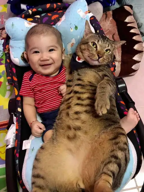  欧拉猫pk哈弗狗对不起,我是养狗党