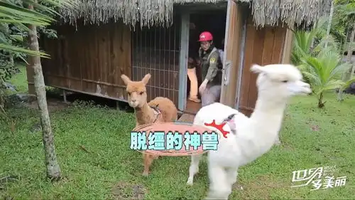  脱缰的羊驼,还向我吐口水