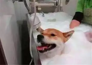  柴犬被主人拉去洗澡,泡泡浴让柴犬不知所措,这表情太抢镜