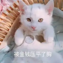  一大波蛇精猫表情包来袭,要斗图的拿走不谢