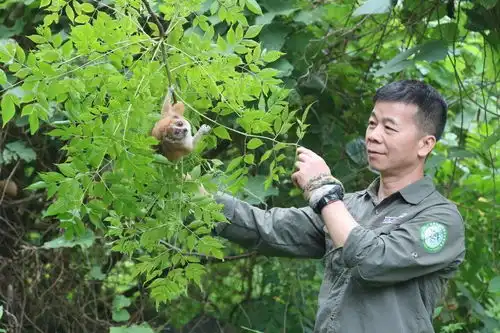  再见了小可爱,4只倭蜂猴10只蜂猴昨日在龙州被放归自然救护