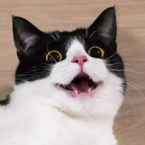  这是谁家的两只黑猫警长跑出来啦