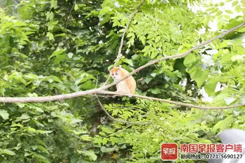 倭蜂猴表情包gif