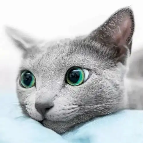  网友的两只俄罗斯蓝猫,眼睛都美得像绿宝石,看一眼立马爱上...