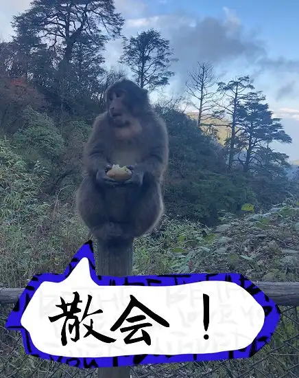  峨眉山灵猴集体照曝光不萌你找我