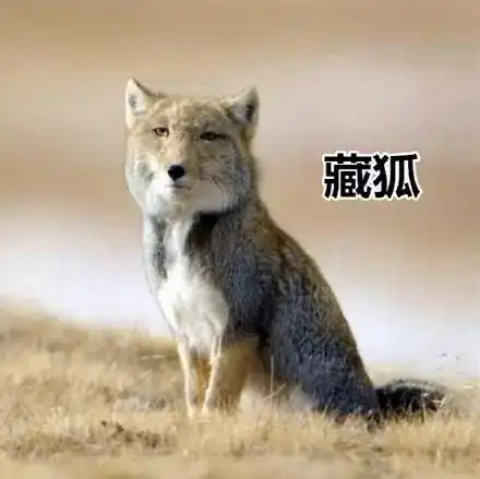  长成这样,是表情包成精了吗