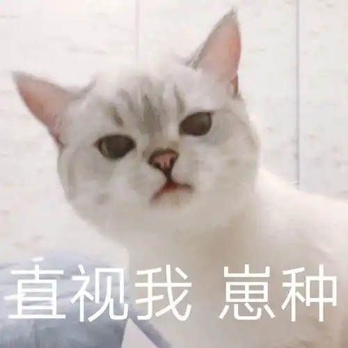  小猫咪凶巴巴表情包我不是你最爱的小猫咪了吗