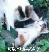 猫屎的表情包表情包