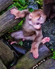  峨眉山的灵猴四川旅游终结版