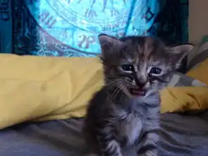  在伤心什麽啦饲主永远哀愁的猫活得很爽