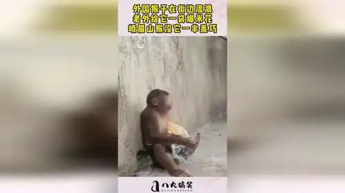  外国猴子在街边流浪,老外给它一袋爆米花,峨眉山猴没它一半乖巧