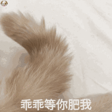  熊猫头表情包当舔狗你最积极