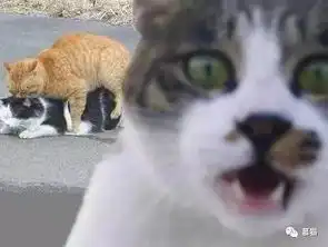  深夜裸睡时被猫咪玩弄习惯裸睡的人到底能不能和猫一起睡尤其是男人...
