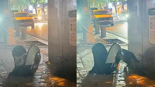  猫咪被遗弃在路边,探出身子又害怕缩回猫包,猫咪的表情令人心碎
