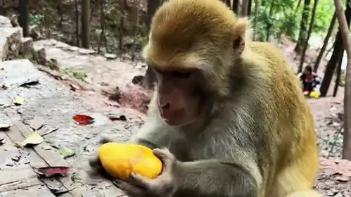  峨眉山的猴子也不过如此