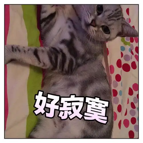  安安大人的表情包鄙视小眼神