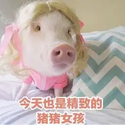  喜社烘焙精致的猪猪女孩为你疯狂打call