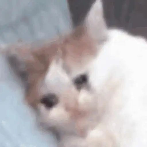 huh猫表情包动图专升本