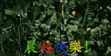  2018最新漂亮早上好动态图片带鲜花早晨动态表情大全