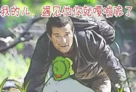  因为养了一只蛙,我突然理解了爸妈旅行青蛙附最详攻略