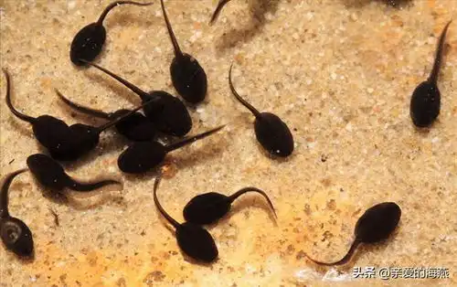  7080年代常见的14种小动物,如今都已消失不见,你家乡还能见到吗