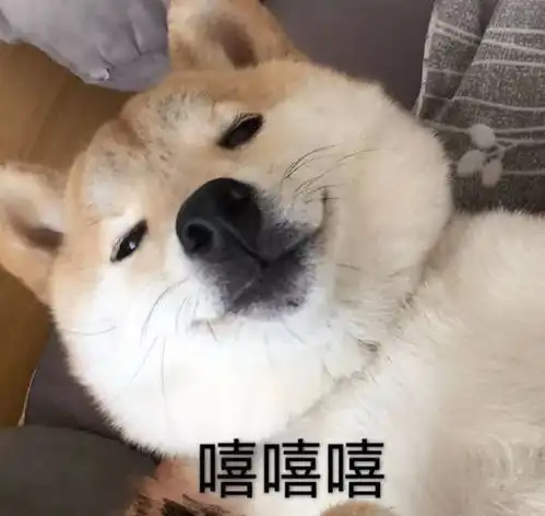  表情包一只叫做芋圆的魔性柴犬