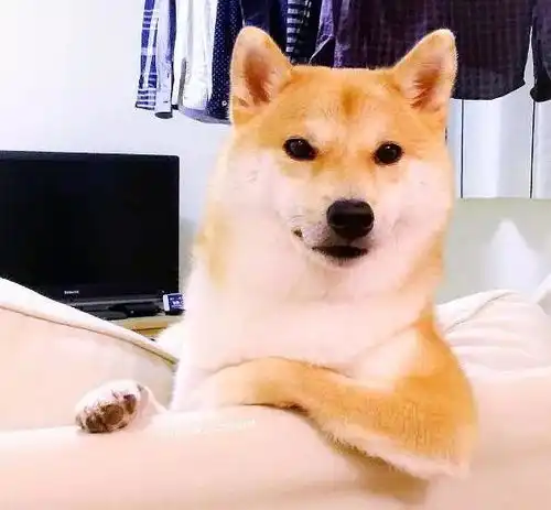 奖励亲亲的表情包柴犬