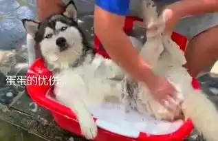  二哈在小浴缸洗澡,却因表情魔性走红,洗干净了好下锅
