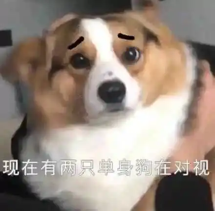 表情包两狗对视系列