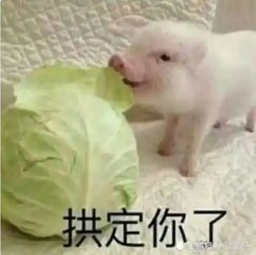  情侣聊天新套路拱定你了表情包,赶紧收藏拱白菜去了
