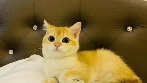 杨超越完全ok表情包猫咪