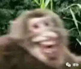 峨眉山的猴子表情包川西