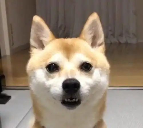  柴犬被宠主捉弄,表情立马变得凶狠起来,可下一秒却主动笑着认怂